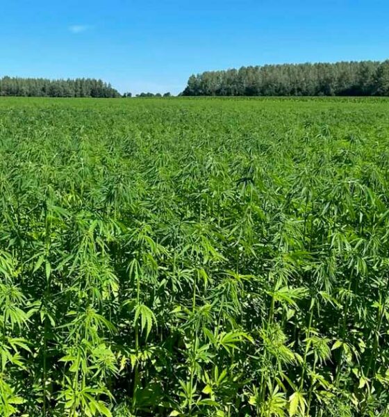 Límites de THC para el cáñamo en Europa