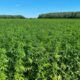 Límites de THC para el cáñamo en Europa