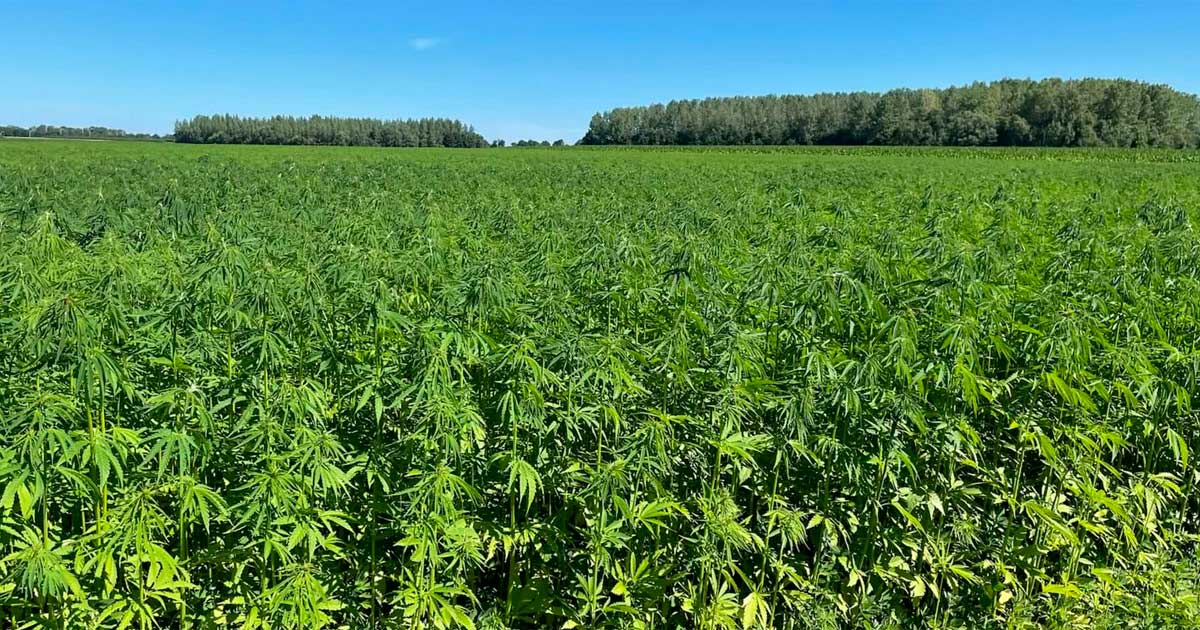 Límites de THC para el cáñamo en Europa
