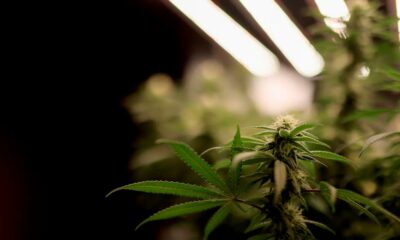 El Senado checo legaliza el cannabis
