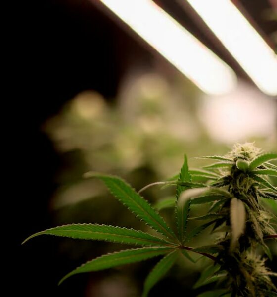 El Senado checo legaliza el cannabis