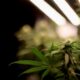El Senado checo legaliza el cannabis