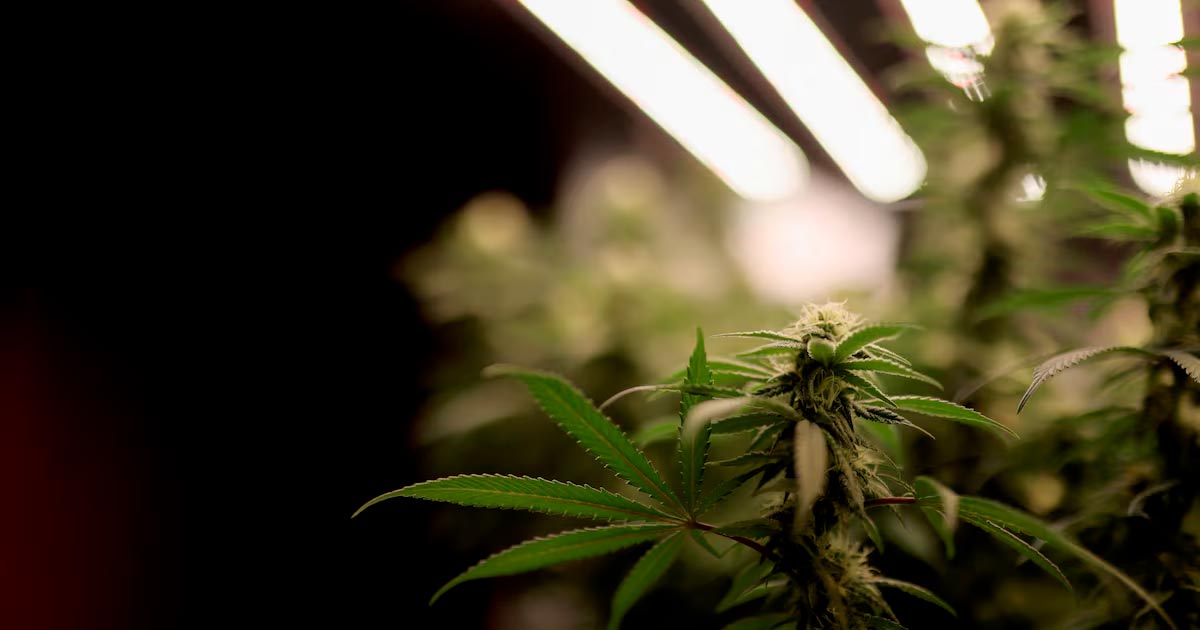 El Senado checo legaliza el cannabis