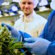 Tilray suministra cannabis medicinal a Italia
