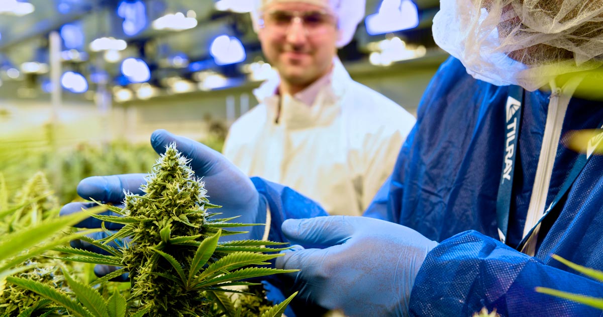 Tilray suministra cannabis medicinal a Italia