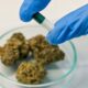 El cáncer en los jóvenes y el cannabis
