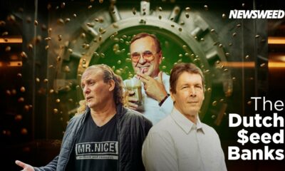 Bancos holandeses de semillas de cannabis