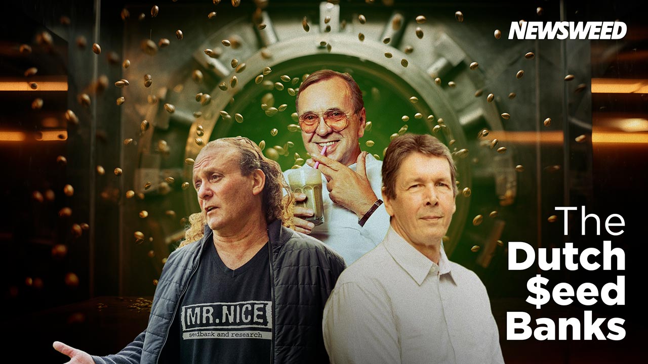 Bancos holandeses de semillas de cannabis