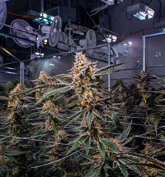 La industria del cannabis en Canadá en 2024