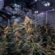 La industria del cannabis en Canadá en 2024