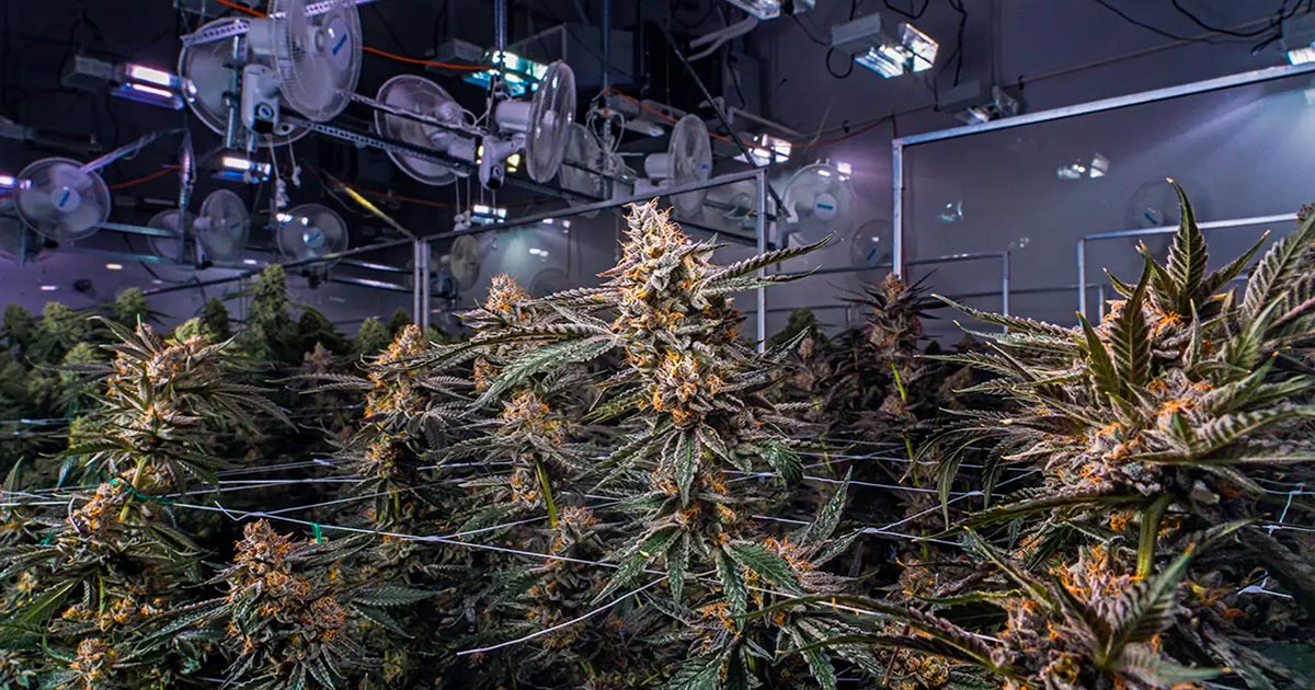 La industria del cannabis en Canadá en 2024