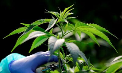 Nuevos productos de cannabis en Marruecos