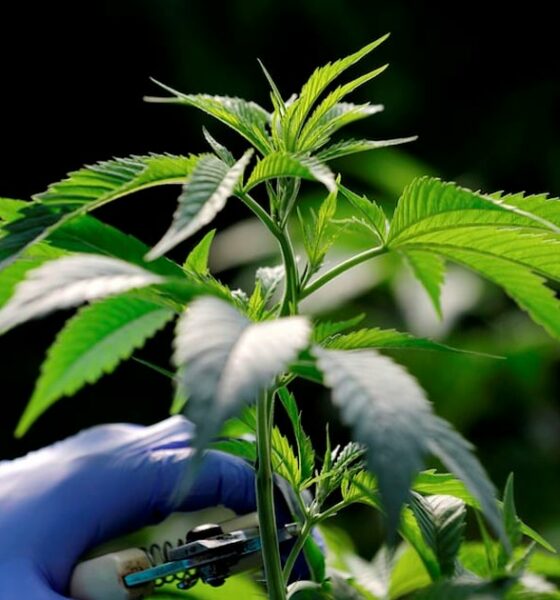 Nuevos productos de cannabis en Marruecos