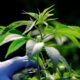 Nuevos productos de cannabis en Marruecos