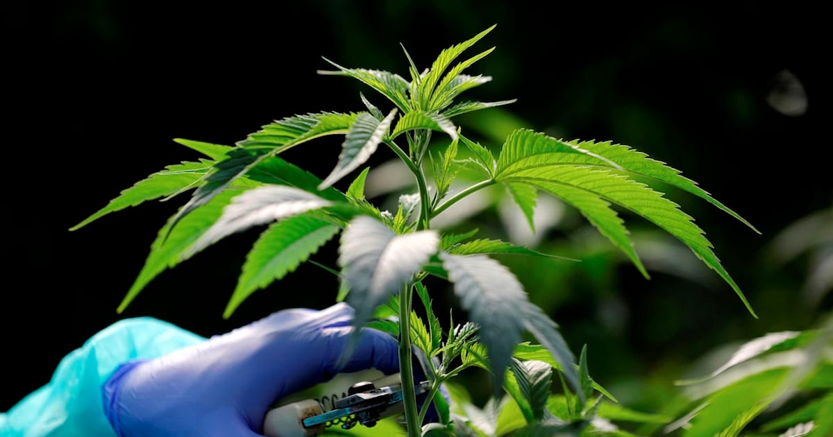 Nuevos productos de cannabis en Marruecos