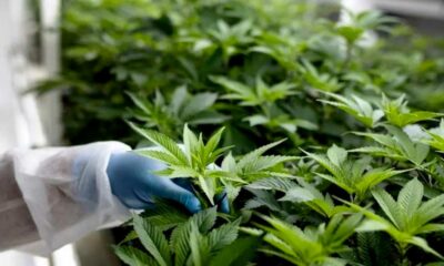 Marco para el cannabis medicinal en Marruecos