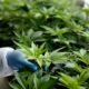 Marco para el cannabis medicinal en Marruecos