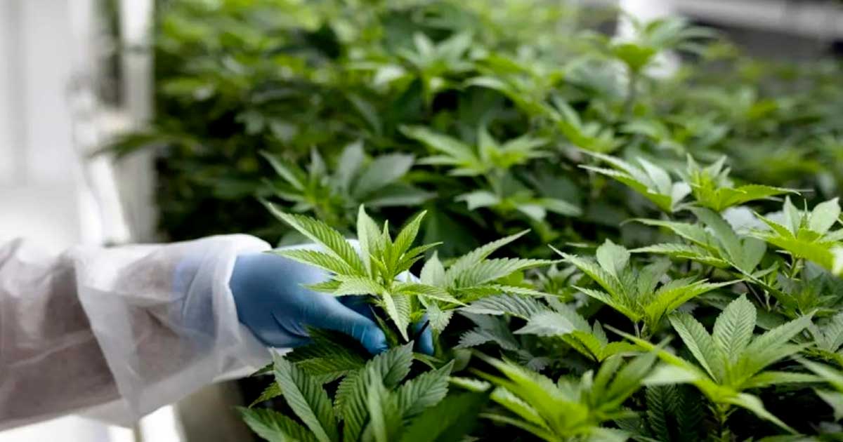 Marco para el cannabis medicinal en Marruecos