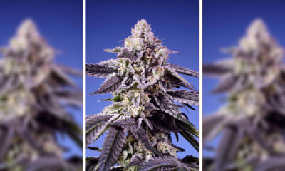 Celos permanentes XL Auto