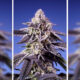 Celos permanentes XL Auto
