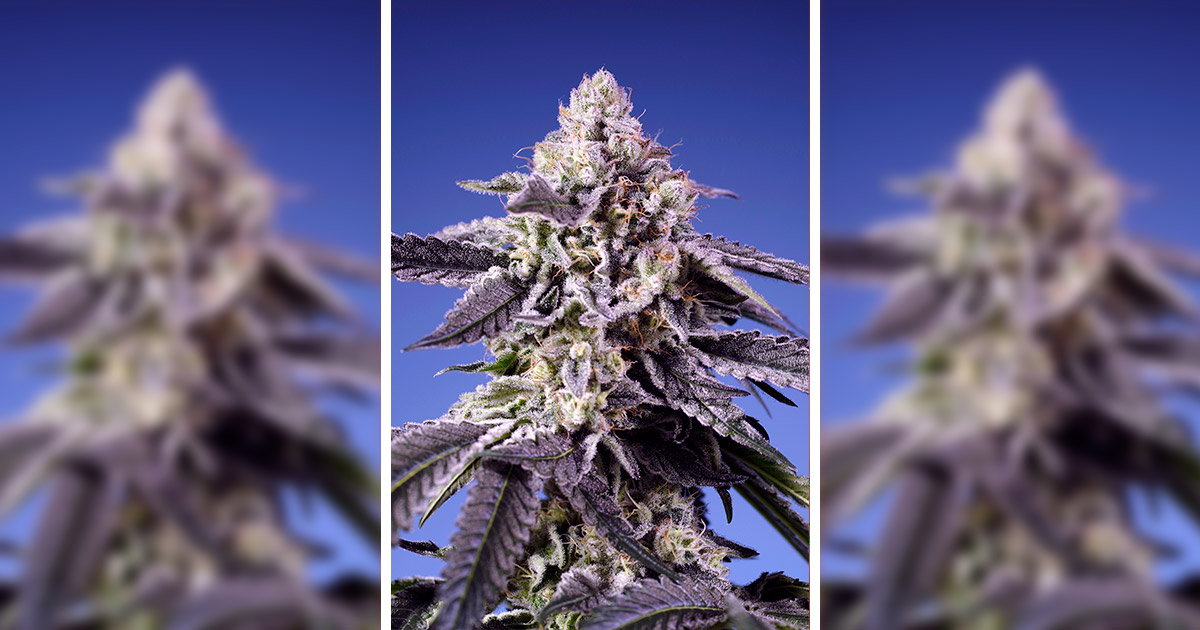 Celos permanentes XL Auto
