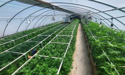 Cultivo de cannabis con luz mixta