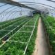 Cultivo de cannabis con luz mixta