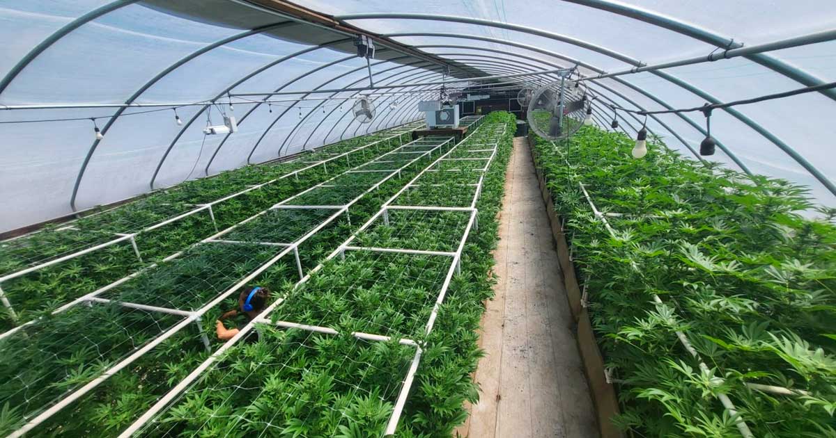 Cultivo de cannabis con luz mixta