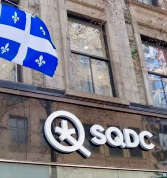 Descenso del consumo de cannabis en Quebec