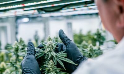 Conformidad del cannabis con Cannavigia