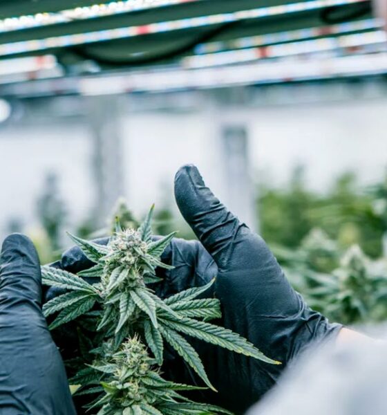 Conformidad del cannabis con Cannavigia