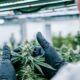 Conformidad del cannabis con Cannavigia