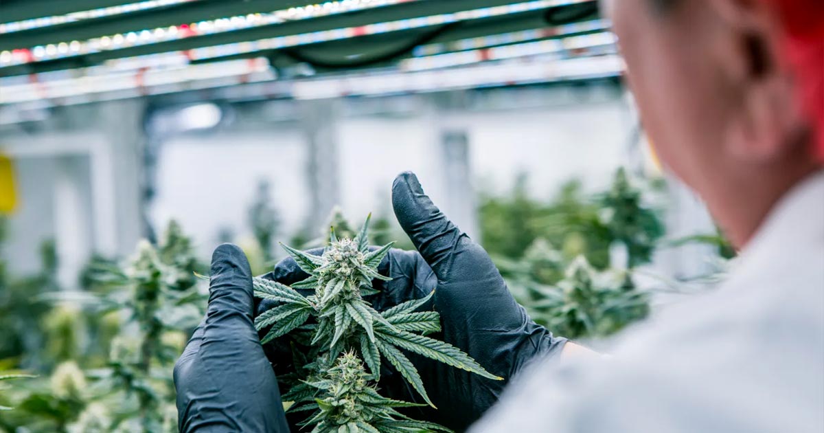 Conformidad del cannabis con Cannavigia