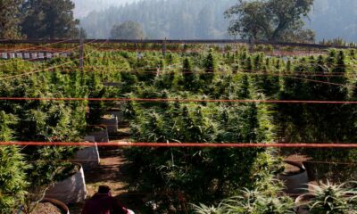 Cultivar cannabis en suelos pobres