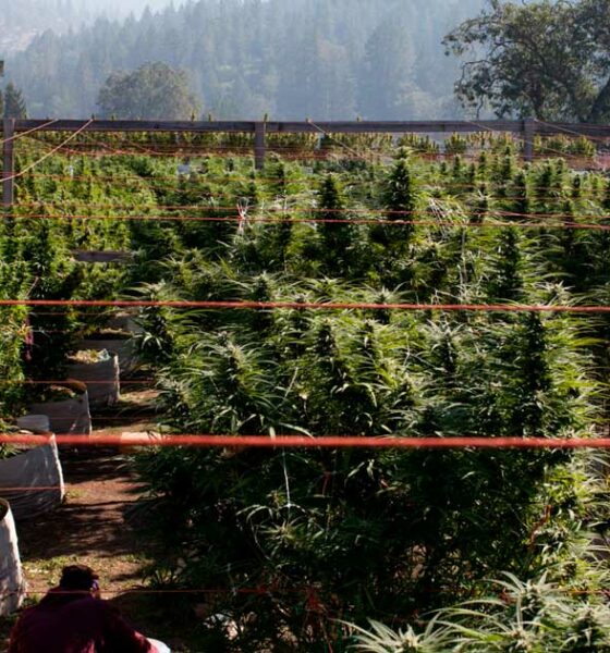 Cultivar cannabis en suelos pobres