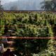 Cultivar cannabis en suelos pobres