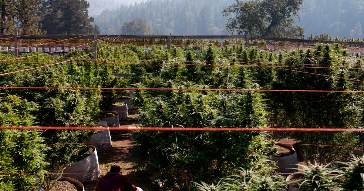 Cultivar cannabis en suelos pobres