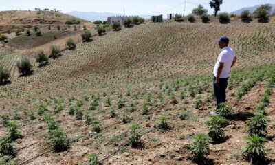 Marruecos duplica la superficie de cultivo de cannabis