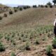 Marruecos duplica la superficie de cultivo de cannabis