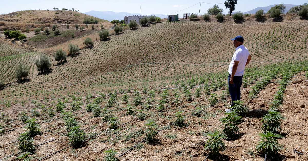 Marruecos duplica la superficie de cultivo de cannabis