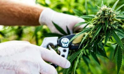Exportaciones de cannabis a Sri Lanka