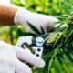 Exportaciones de cannabis a Sri Lanka