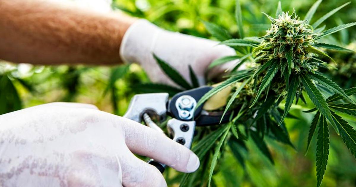 Exportaciones de cannabis a Sri Lanka