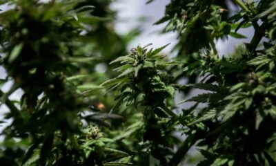 Legalización de la flor de cannabis para uso médico en Colombia