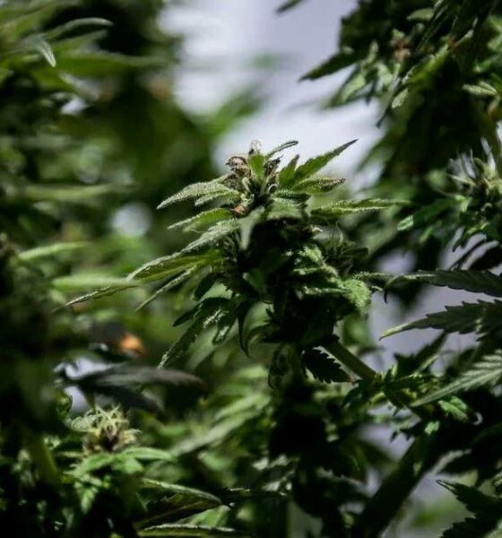 Legalización de la flor de cannabis para uso médico en Colombia