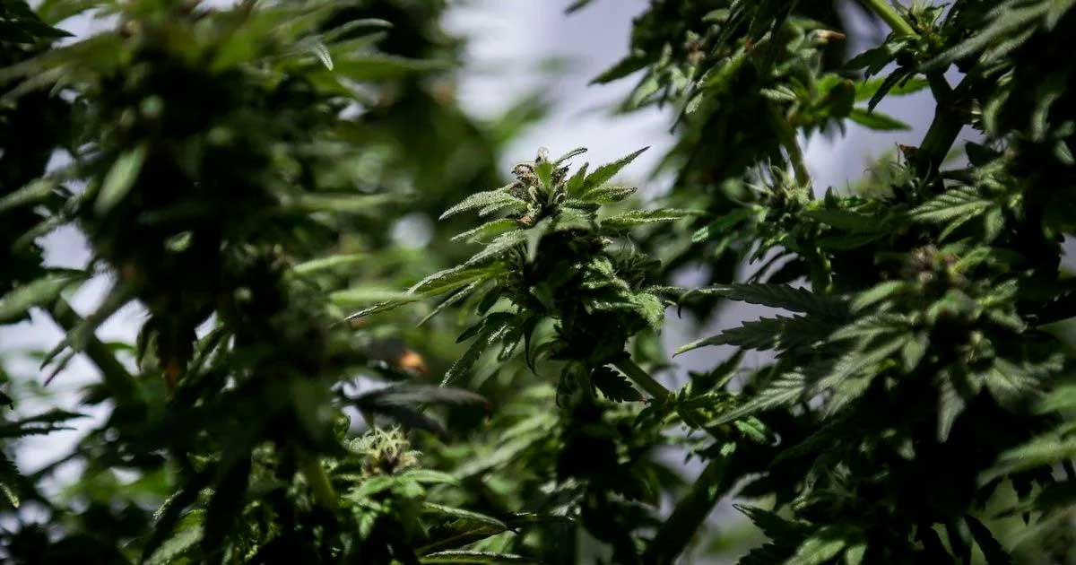 Legalización de la flor de cannabis para uso médico en Colombia