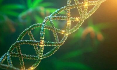 Estudio sobre el ADN y el consumo de cannabis