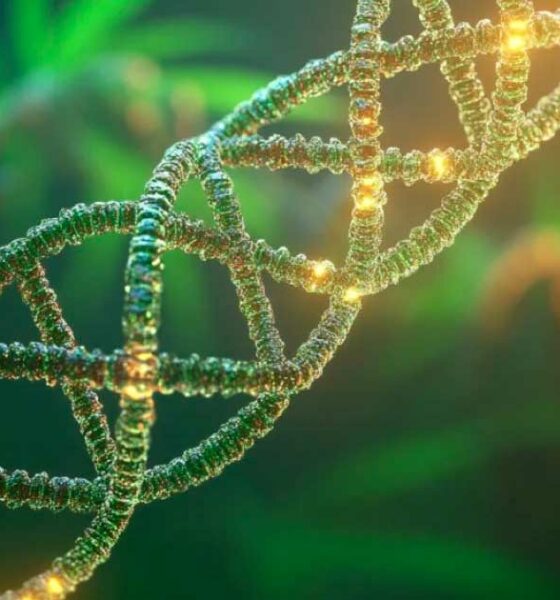 Estudio sobre el ADN y el consumo de cannabis