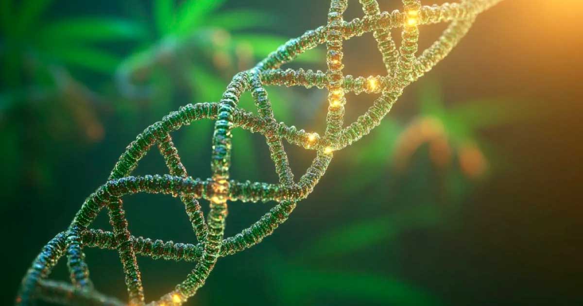 Estudio sobre el ADN y el consumo de cannabis
