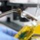Alerta sobre los cannabinoides sintéticos